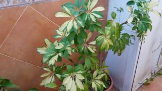 poda de Schefflera Arboricola Trucos BásicosEl ratillo de Juan Valentín [upl. by Aerdnahs]