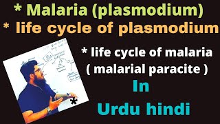 malaria life cycle of malaria  plasmodium malarial parasite life cycle plasmodium in urdu hindi [upl. by Jandy]