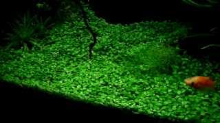 Glossostigma elatinoides  aquatic plants guide [upl. by Dnaletak597]