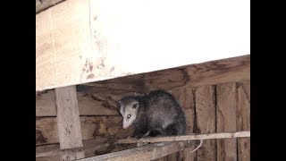 Opossum in the coop Killing chickens [upl. by Kciwdahc]