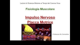 Fisiologia Muscolare  Placca Motrice  Lezioni di Scienze Motorie ai Tempi del Corona Virus [upl. by Arriec]