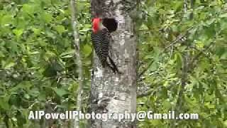 WOODPECKER CALL 21 Seconds [upl. by Schreib]