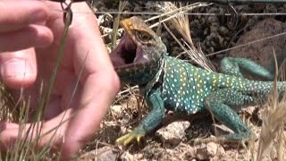 Velociraptor Lizard Attacks Like Lighting Nature Travel Fishing Herping Funny Animals 4K [upl. by Truc721]