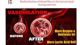 AQA GCSE PE Redistribution of blood flow during exercise [upl. by Bussy460]