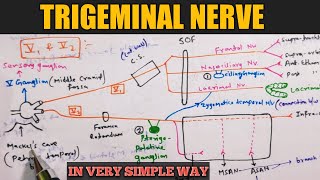 Trigeminal nerve anatomy  Cranial nerve anatomy [upl. by Hosbein998]