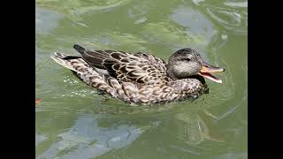 Gadwall Bird Call [upl. by Friede]