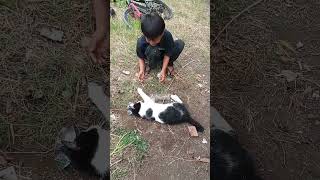 kucing garong kucinglucu meong short kucing anakkucing [upl. by Lissak61]