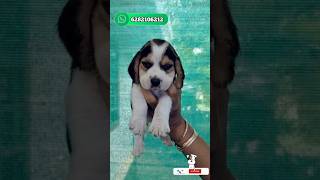 beagle sale  beagle puppies for sale  beagle sale kerala  beagle  beagle puppies [upl. by Namwob]