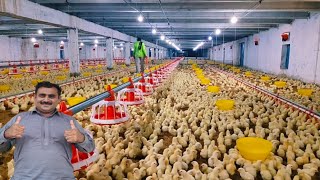 Broiler Chicks Shed No 3 Day 3  control shed poultry farming [upl. by Lissner]