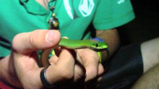 Rough Green Snake [upl. by Lisette]