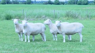 Why It Matters That Dolly The Sheeps Cloned Sisters Are Healthier [upl. by Nyvek]