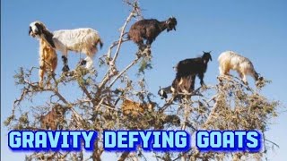 GravityDefying Goats Challenge the Laws of Physics [upl. by Tony]