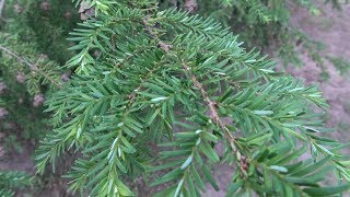 My Favorite Trees  Eastern Hemlock [upl. by Alket861]