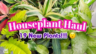 Houseplant Haul  19 New Plants in November amp December 2023 [upl. by Ettennor]