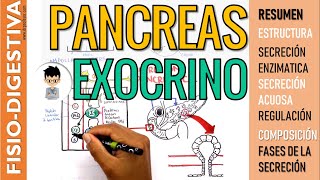 FISIOLOGÍA DEL PANCREAS EXOCRINO Regulación de la CCK SECRETINA secreción de Jugo Pancreático [upl. by Ennayelhsa]