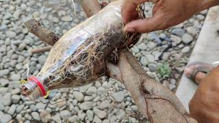 VLOG 25 HOW TO PLANT A MARCOTTED Ficus Concina BALETE [upl. by Mohl]