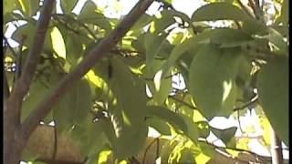 Cherimoya Hand Pollination Part 2 [upl. by Cedell]