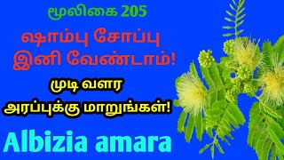 உசில மரம்அரப்பு மரம் ஊஞ்சல் மரம் கருவாகைArappu treeAlbizia amaraAlasalஅலசல் [upl. by Yuhas931]