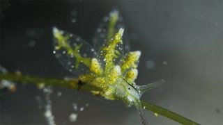 Stiliger sp A new species of sea slug [upl. by Hennahane]