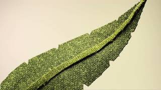 Hemp  an ecofriendly sustainable textile [upl. by Moreland654]