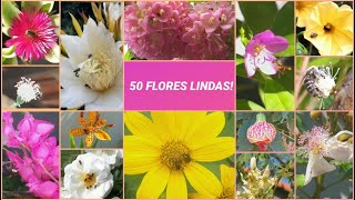 50 flores visitadas por abelhas Flores que as abelhas gostam ABELHAS ASF FLORES [upl. by Ariem883]