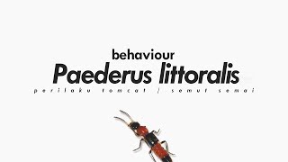 BioUAD A Defensive Behavior of Paederus littoralis  2018 [upl. by Stich368]