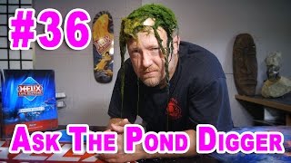 Using Algaecide in Ponds  Ask 36 [upl. by Ailegave]