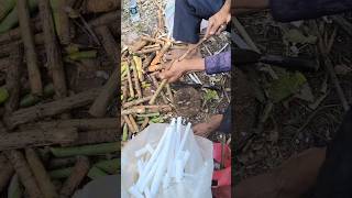 Fun Job With This Rice Paper Plant Herbal Medicine plants asmrvideo [upl. by Aicia]