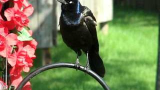 A Crazy Grackle Squawk [upl. by Artimed]