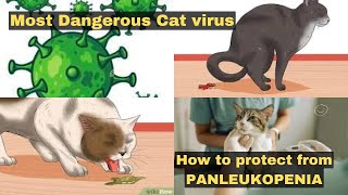 How to protect cats from Panleukopenia virus🦠FPV symptoms in Cats😼 Feline parvo Treatment [upl. by Enidaj]