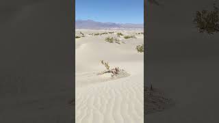 DUNE  Sand dunes at Mesquite desert  shorts [upl. by Othilia]