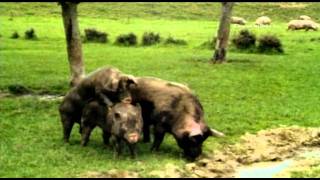 Odd Footage  Mating hogs [upl. by Hnaht]