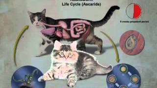 BayerPet Advocate Feline Roundworm Life Cycle Ascarids [upl. by Maegan814]