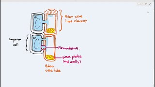 79 Phloem Structure Cambridge AS A Level Biology 9700 [upl. by Phenice]