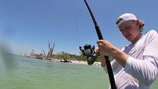 Sanibel SHARK fishing NONSTOP action Fort Myers Florida [upl. by Mycah]