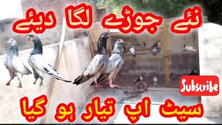 chat ka Kam start ho gya jory lga diye Sulmanpigeonvlog [upl. by Pomfret]