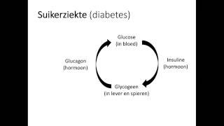 Suikerziekte [upl. by Persian]