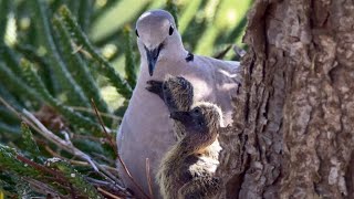 COLLARED DOVE Bird Feeding Young  Nesting Collared Dove  Bird Watching Cyprus [upl. by Arannahs]