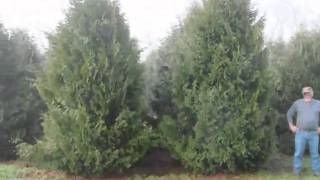 Try planting an American Arborvitae in your landscape or backyard [upl. by Lidaa]