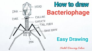 How to Draw Bacteriophage Diagram  Bacteriophage Virus Drawing [upl. by Wolfram]