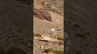 Mountain Goat was coming for me 🤣😱 Mt Oberlin glaciernationalpark [upl. by Anilas]