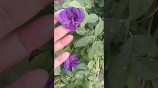 Aprajita plant care shankhpushpi shorts viralvideo benifits trending plant youtubeshorts [upl. by Trebma]