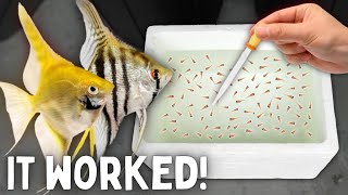 BREEDING Angelfish  Over 300 Fry [upl. by Tatman]