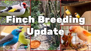 20m Bird Aviary  Finch Aviary  Breeding Update  Finches  S2Ep8 [upl. by Alvira882]