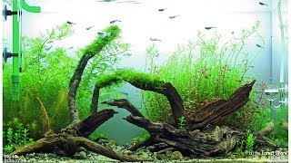 by the Forest Shore  Day 35  ADA 60 cm Aquarium [upl. by Oicaro]