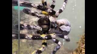 Poecilotheria regalis  Indian Ornamental egg sac removal and care [upl. by Abibah568]