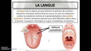 Cours 45  Les autres sens [upl. by Benedic]