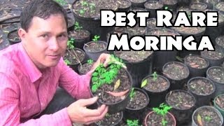 Best Moringa to Grow amp Rare Herb Nursery [upl. by Gonagle]