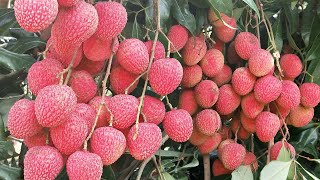 Litchi Plant Lychee Farming In SucessFull [upl. by Itak51]