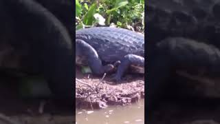 Pescaria Pantanal  Fishing Camping fishing pescaria alligator pantanal [upl. by Levania]